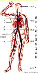 血液制品学 精品课程 【血液图解】图荐《精品珍藏：人体血液循环系统示意图！》