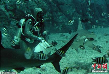 蛇岛寻宝三合一宝藏 潜水员 潜水员在潜水寻宝的过程中，发现让人惊讶的宝藏！