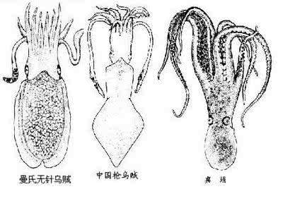 乌贼和鱿鱼哪个好吃 乌贼和鱿鱼的区别
