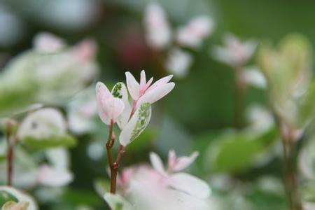 少白头的治疗方法 治疗少年花白头及黄发2法