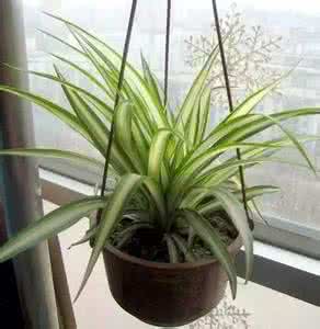 家养植物 会“吸毒”的植物,你家养了吗?