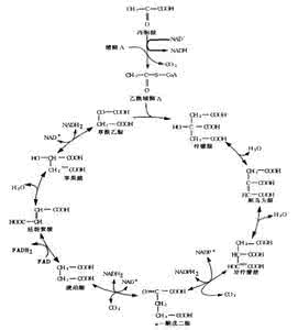 高中生物三羧酸循环 三羧酸循环