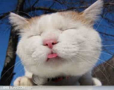 猫在地上打滚磨蹭 为什么猫打招呼时会磨蹭你的脚