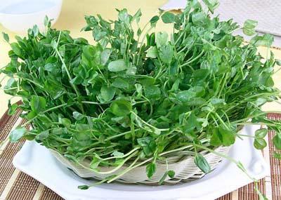 豆苗的做法大全家常 40道豆苗的家常做法