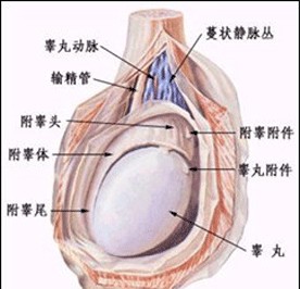 希特勒政变 震惊！希特勒只有一个睾丸 政变失败时患隐睾症