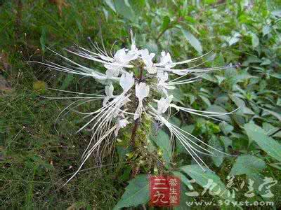 猫须草的功效与作用 猫须草的功效与作用 猫须草的功效与作用 猫须草怎么养