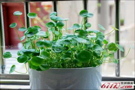 室内水生植物盆景 室内水生植物 室内水生植物盆景图片大全