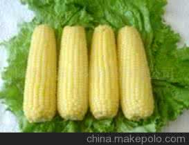 玉米黄素 护眼神器玉米黄素还能抗癌