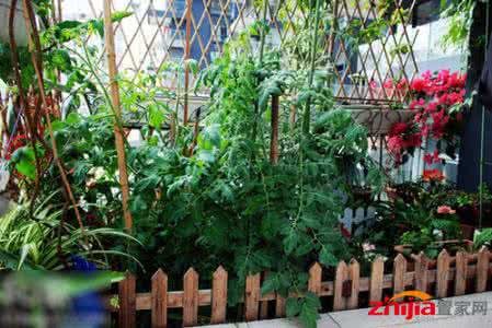 花心思 想在家里种点绿色蔬菜?其实花点心思,阳台也能变成绿色的乐园-头条网