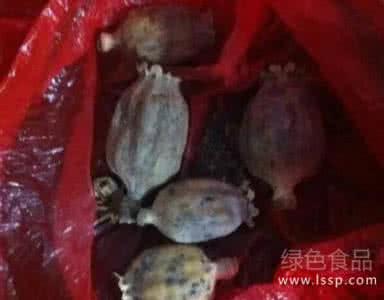 海宁姐妹熟食 熟食火锅好吃的背后是罂粟 海宁多家店铺被查