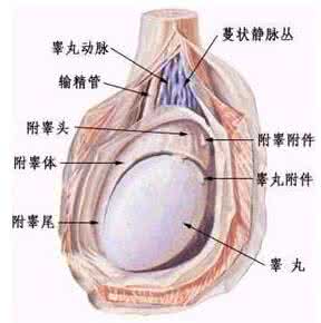 睾丸疼痛吃阿莫西林 睾丸疼痛吃阿莫西林 睾丸疼痛吃哪些食物好