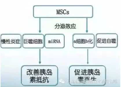 春天带来新希望 血糖难控制 干细胞治疗带来新希望