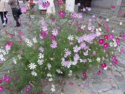 麒麟鞭花鞭的打法基础 漂亮的基础花