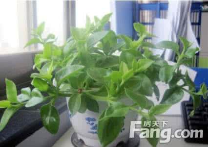 办公室植物摆放风水 办公室植物摆放风水 办公室风水植物有哪些?摆放风水植物需要注意什么?