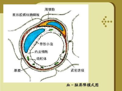 血脑屏障破坏 哪些会破坏血脑屏障 为什么激素会破坏皮肤的天然屏障?什么是激素脸