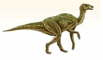 多齿盐都龙图片 多齿盐都龙