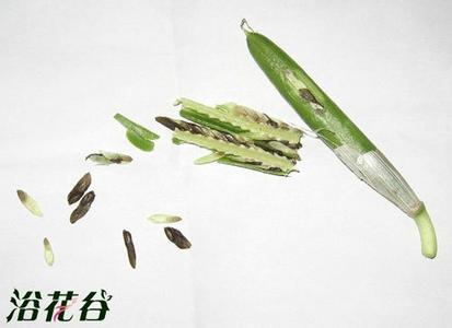 玉簪花种子 玉簪花种子播种方法(图)