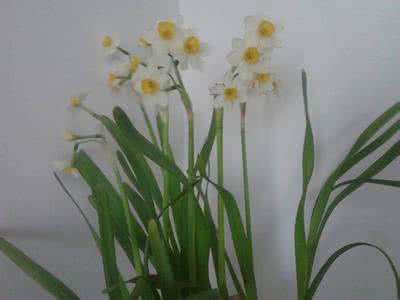 水仙花观察日记 水仙花观察日记 水仙花连续观察日记（二）