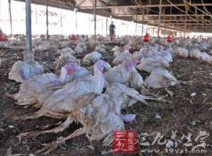 养殖场疫情报告制度 台湾确认养殖场39处暴发疫情