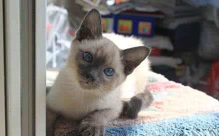 猫知识|一到冬天就变黑脸！很多人不晓得！