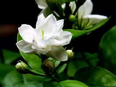 生津润燥的食物 止咳平喘、生津润燥……春日“吃花”竟能吃掉这些病！