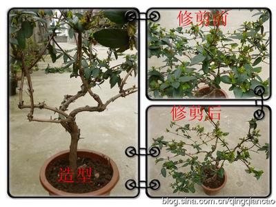 金银花修剪 春季修剪金银花图示介绍
