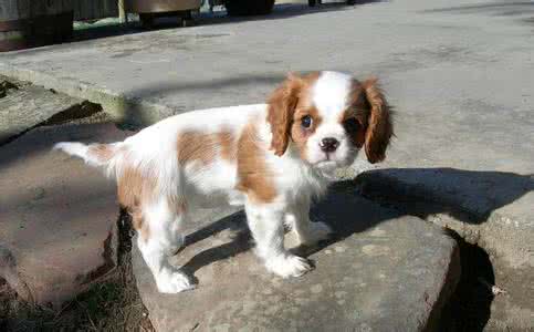 幼犬泰迪总在换环境 幼犬训练环境应按计划转换