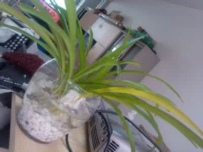 水培植物烂根怎么办 水培植物烂根怎么办 水培植物烂根？那是你没有点进来看！