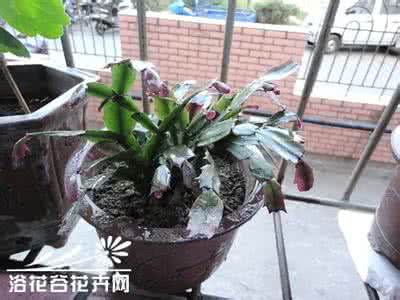 蟹爪兰落蕾 蟹爪兰落蕾 怎样防止蟹爪兰落蕾