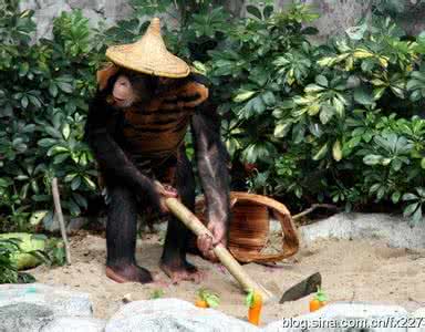 急弯路标志 急弯棘豆