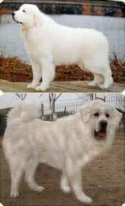 雪獒图片 雪獒图片 雪獒与大白熊的区别,怎么区分?