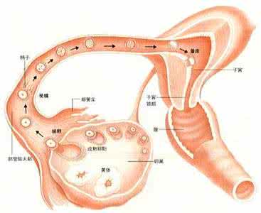 女性安全期 女性安全期白带增多怎么办