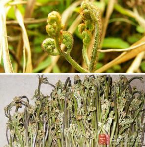 蕨菜的副作用 蕨菜的功效