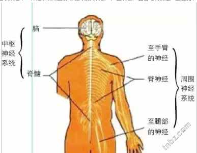 糖尿病神经病变症状 糖尿病神经病变症状 糖尿病引起皮肤病变有何症状？