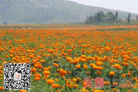 万寿菊种植方法 万寿菊种植 万寿菊:万寿菊种植方法 万寿菊图片