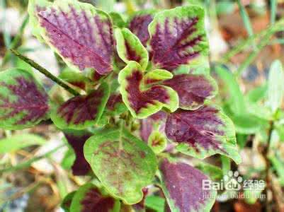 春夏野菜 齐头菜 野菜有哪些 春夏能吃到的野菜有哪些