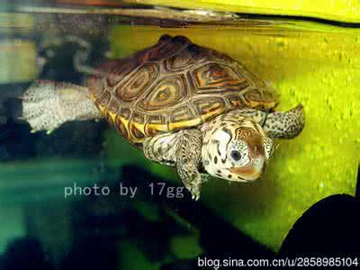 钻纹龟 钻纹龟の人工饲养