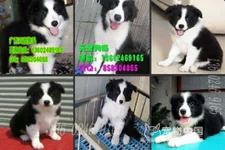 大智慧帮助手册 【狗狗训练手册】最高智慧边境牧羊犬训练全手册_狗狗训练手册