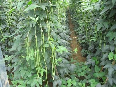 农村幼儿园户外小山坡 农村山坡上长满的植物, 有补肾的功效