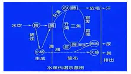 肾主水 肾主水 藏精纳气 腎,藏精、主水和納氣的寶庫