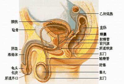 男生私处瘙痒 男生私处瘙痒 私处瘙痒用热水清洗缓解？错！