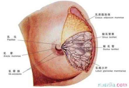 乳腺囊肿的治疗方法 乳腺囊肿的治疗方法 乳腺良性囊肿的治疗方法有哪些