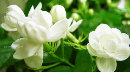 花语 茉莉花花语 茉莉花花语,茉莉花图片欣赏