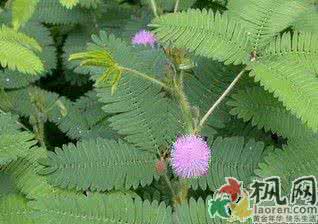 含羞草的功效与作用 含羞草的药用功效及其作用