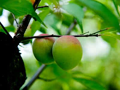 纤体梅效果怎么样 纤体梅效果怎么样 纤体梅有用吗