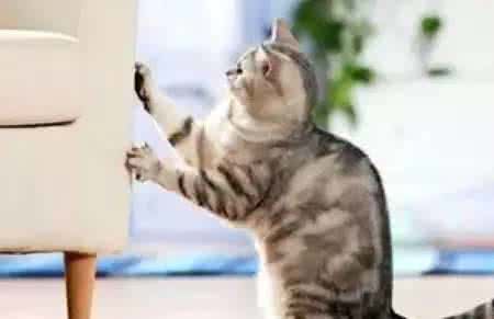 猫咪的动作语言 猫咪的这些动作你读懂了几个?