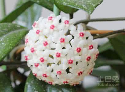 球兰花语 球兰花语 球兰的花语你知道吗?盆栽球兰怎么养