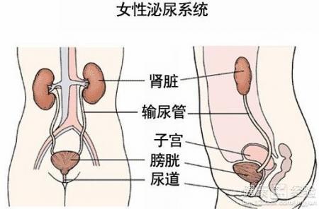 女性尿路感染症状 女性尿路感染的症状 四个方法预防尿路感染