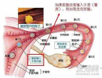 受精卵着床需要几天 女性在着床期要注意什么