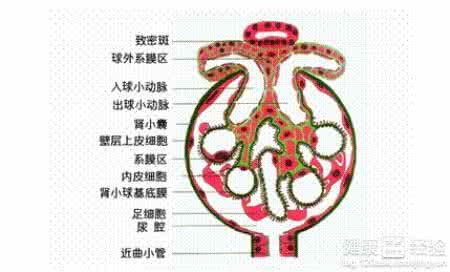 慢性肾炎的保健治疗 慢性肾小球肾炎治疗 如何饮食？